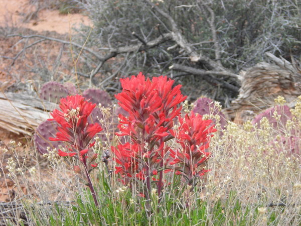 Indian paintbrush and prickly pear cactus are supported by the cyanobacteria crust that covers much of the soil in this area
