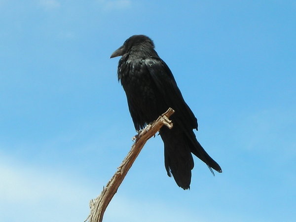 A large raven patiently posed for pictures near the Chesler Park trail fork