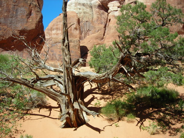 Juniper trees are able to shut down parts of themselves to stay alive