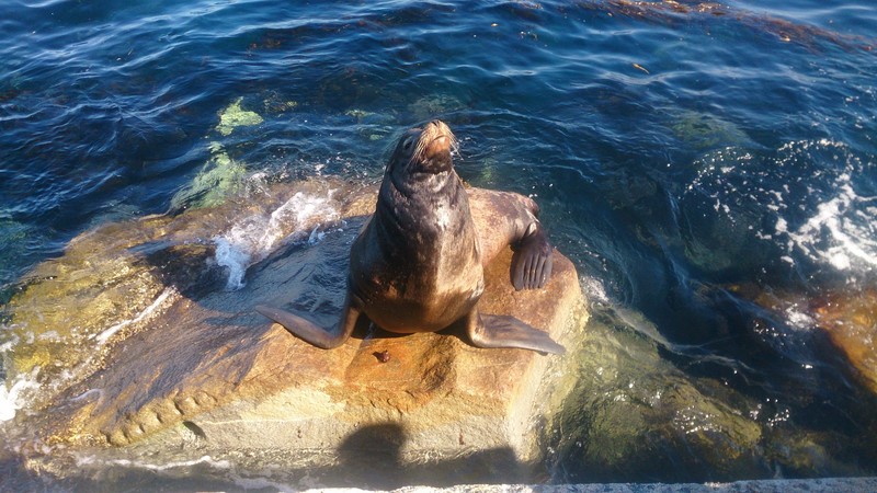 Steven the Seal