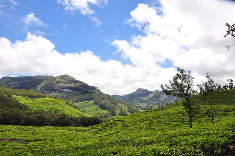 Tea Plantations near Munar