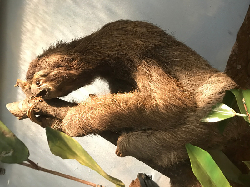 Finally seen a sloth - albeit stuffed...