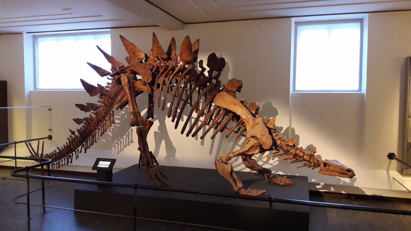 Natural History Museum dinosaur