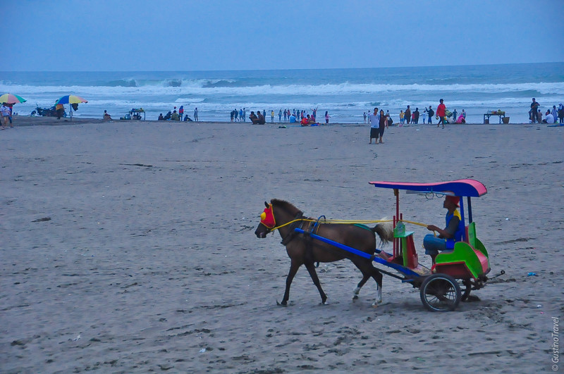 Pony or Horse-drawn Carts For Hire 
