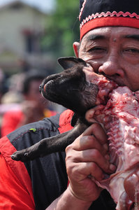 Tatung Eating Dog
