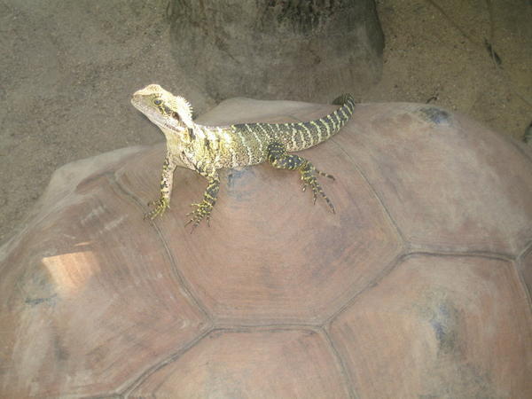 lizard on turtle