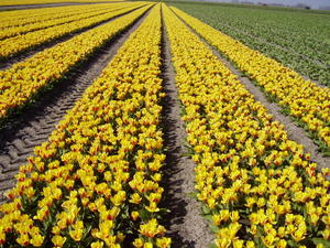 the start of tulip fields..