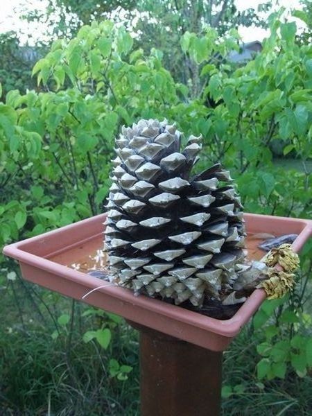 Coulter Pine Tree Cone