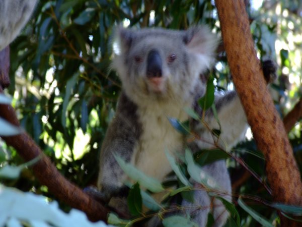 Koala's at the Koala Park Sanctuary
