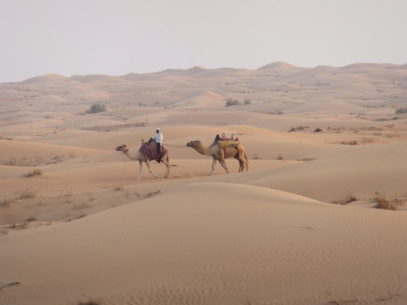 Our Camels OnThe Way To The Oasis