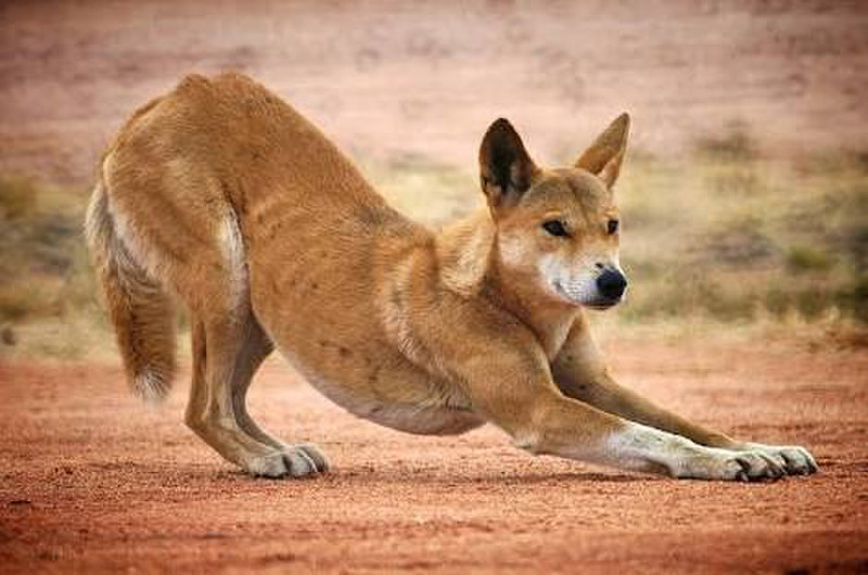 Australischer Dingo