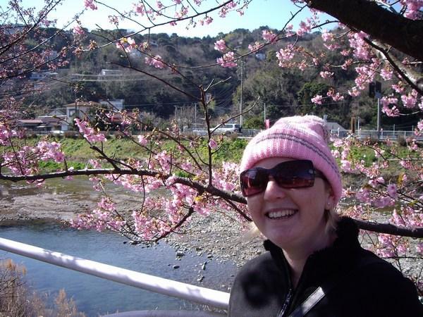 Cherry Blossoms, so pretty