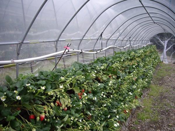 Srtrawberry picking in Japan