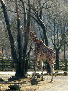 Amys favourite, the giraffe