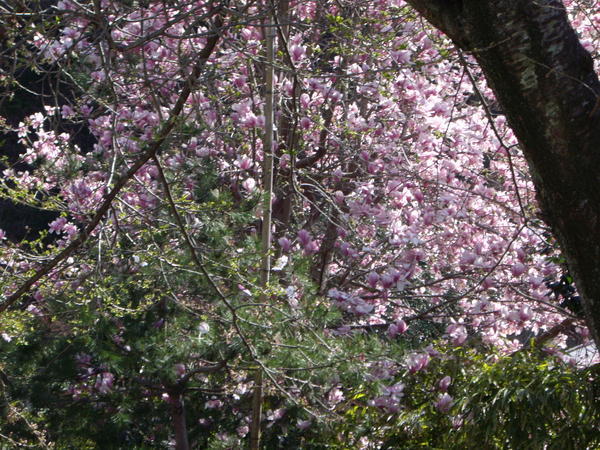 Beautiful Cherry Blossoms at Kencho-Ji