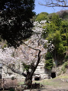 Engaku-Ji temple, cherry blossoms
