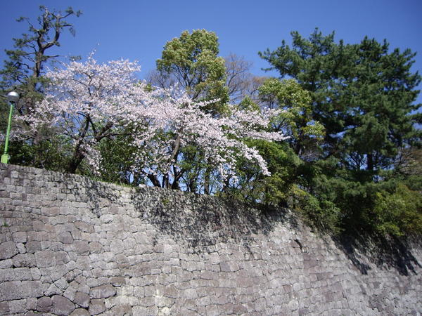 Cherry Blossoms around the castle