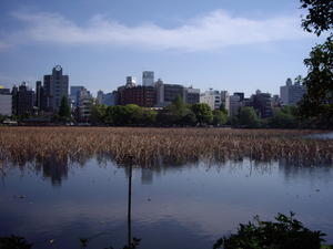 The pond at Ueno Park
