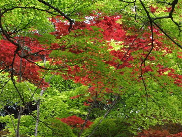 Japanese Maple tree, the leaves were stunning