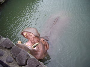 A hippo of all animals at the Yama Jigoku