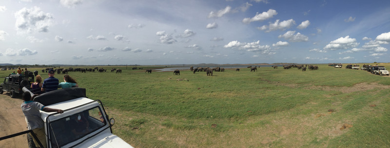 Elephant Panorama