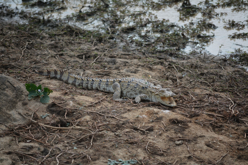 Crocodile in Yala NP