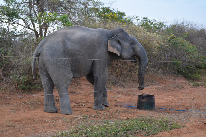 Wild Elephant Visitor