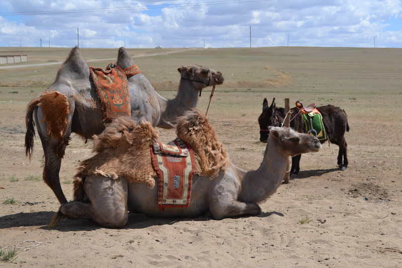 Roadside Camels