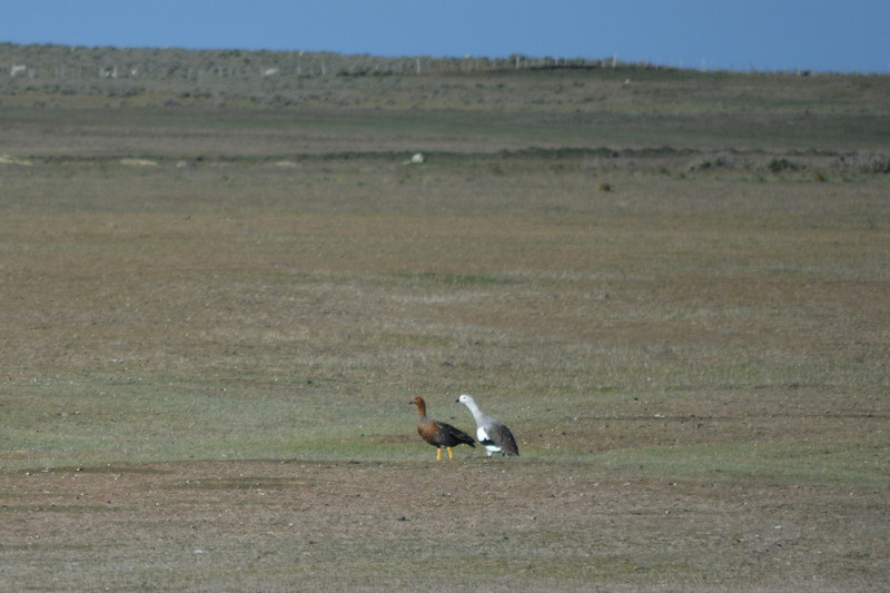 Patagonian Wildlife