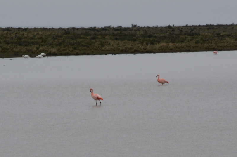 Flamingos in the greyness