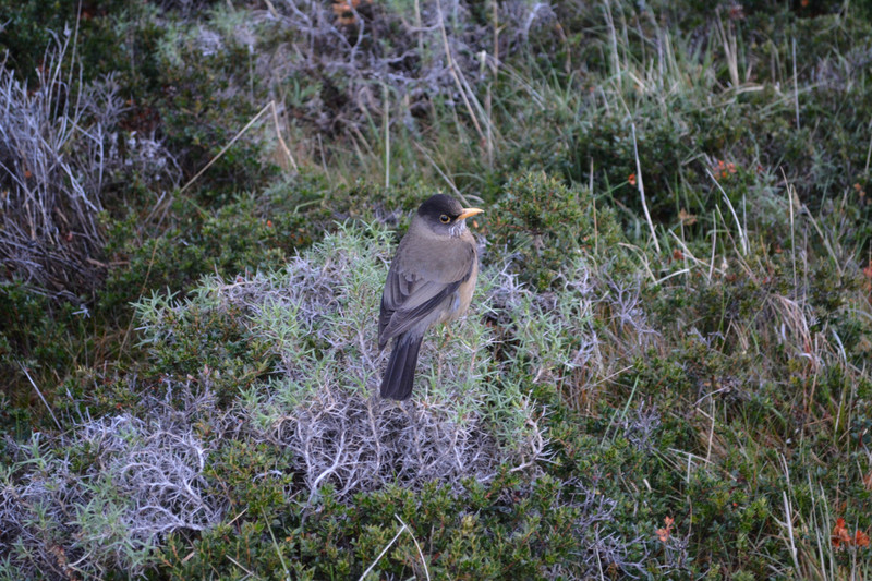 Patagonian wildlife