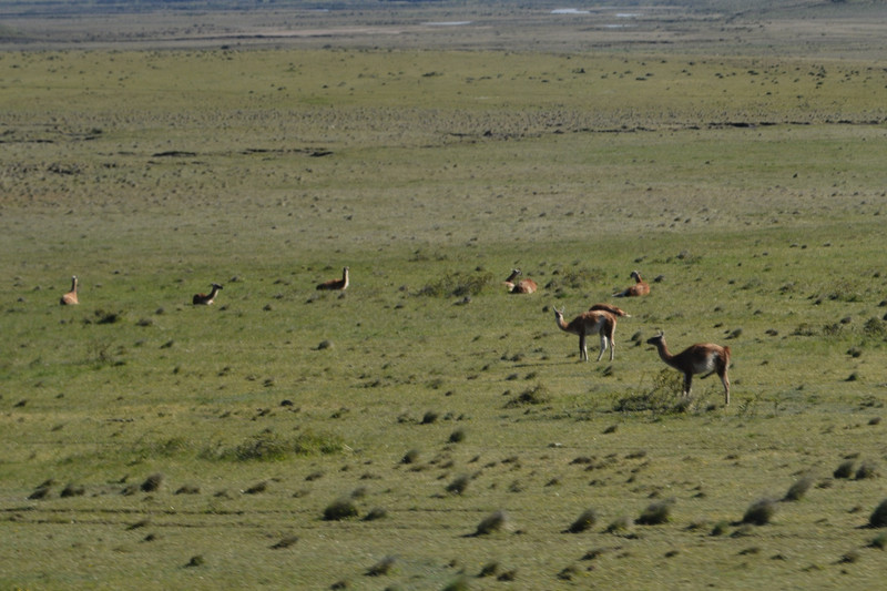 Guanacos on the land