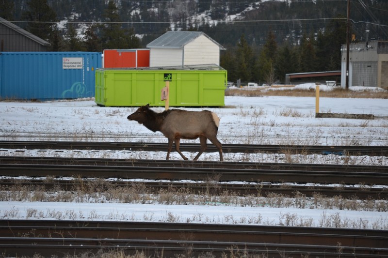 Deer on the line