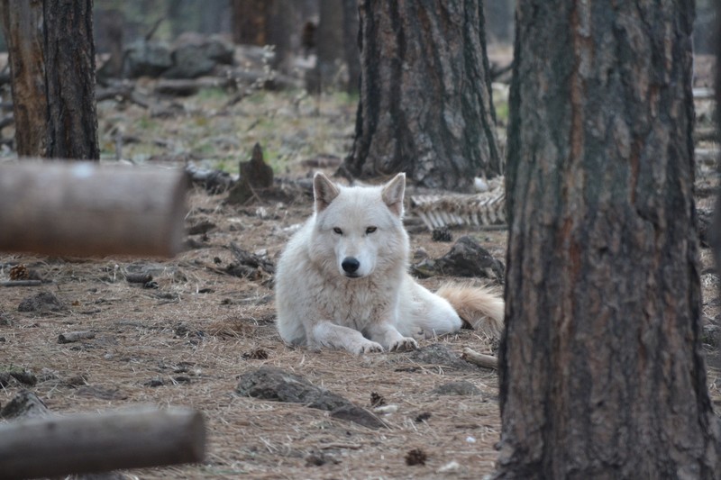 White Alaskan Tundra Wolf