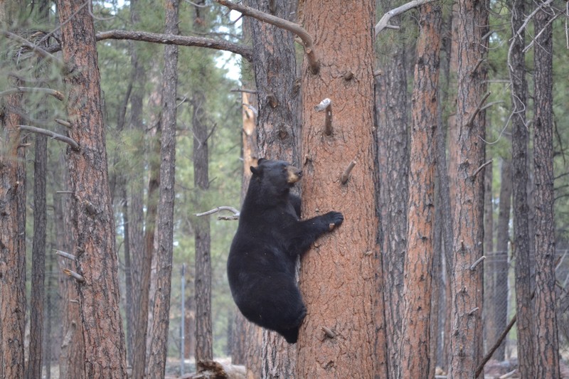 Climbing Black Bear