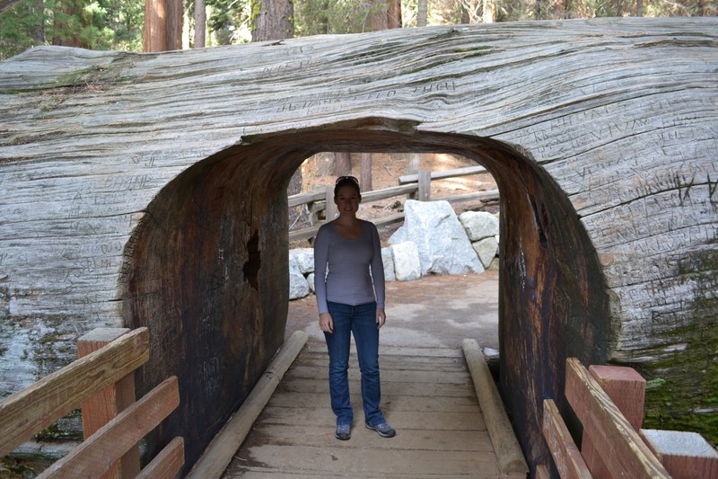 Walk through Sequoia