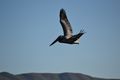 Pelican @ Bodega Bay