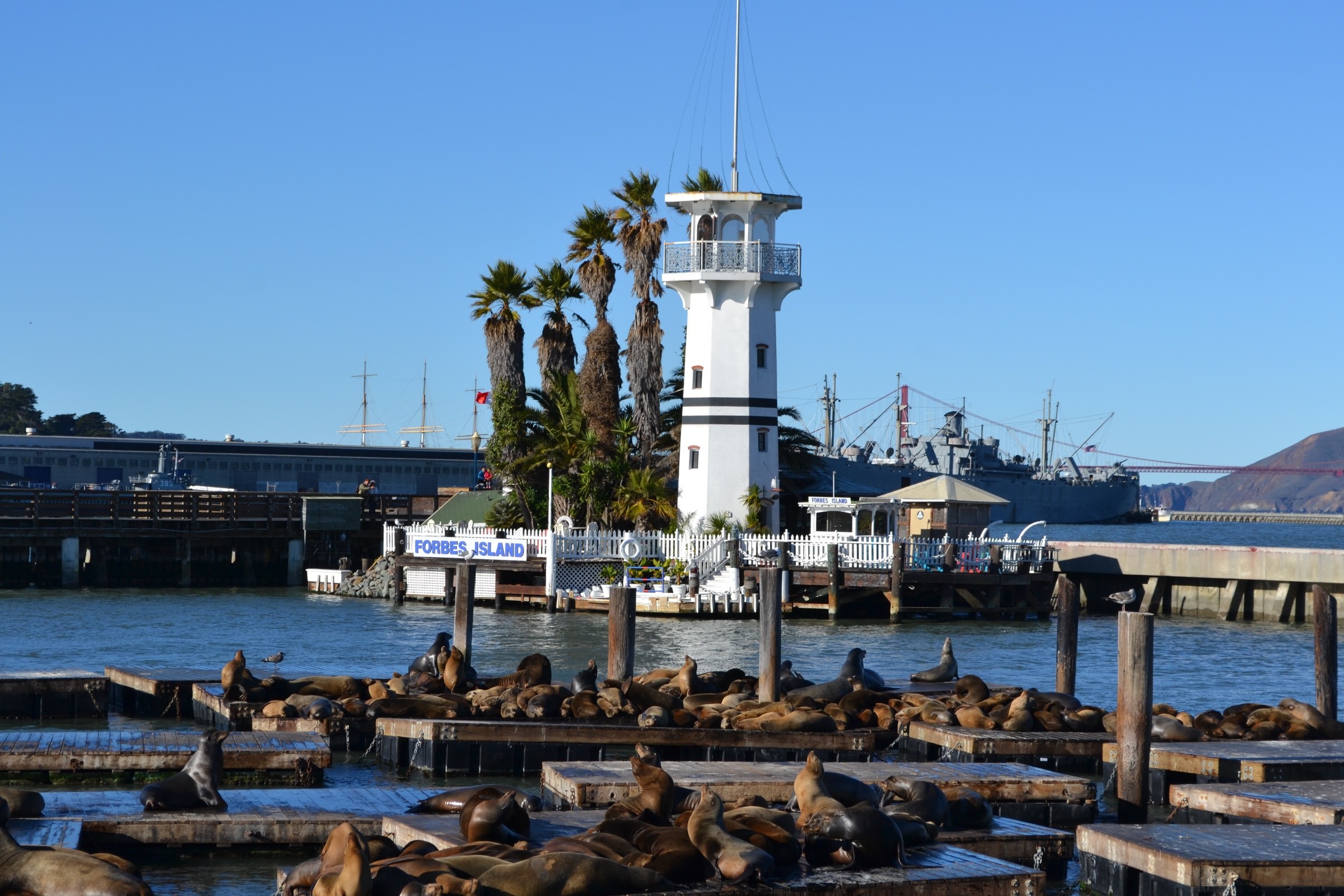 Pier 39 Sea Lions | Photo