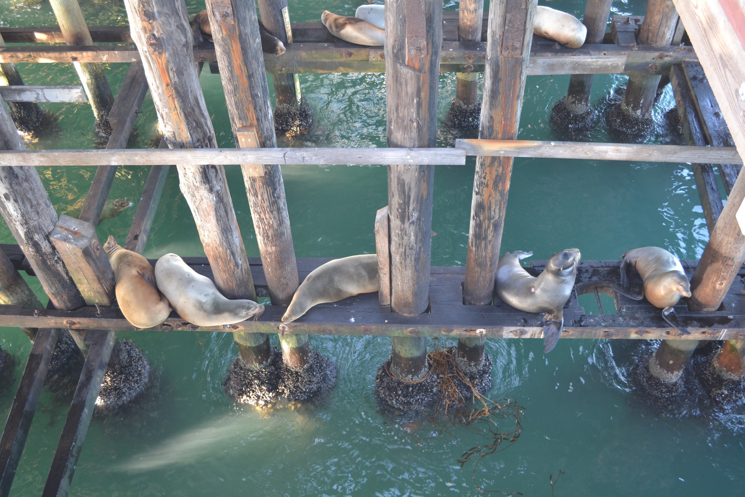 Sea Lions on Santa Cruz wharf | Photo