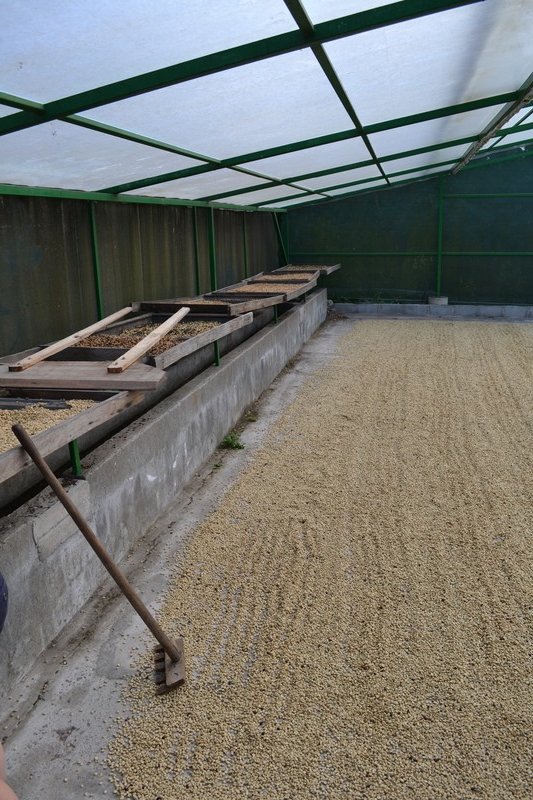 Coffee beans drying!