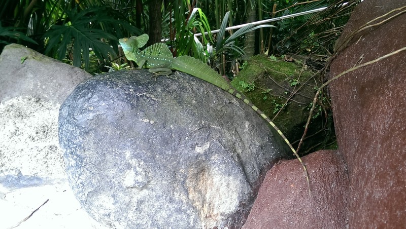 Green iguana friend