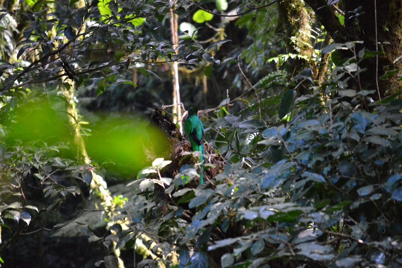 Monteverde cloud forest - Quetzal