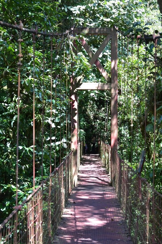 Monteverde. - Hanging bridges