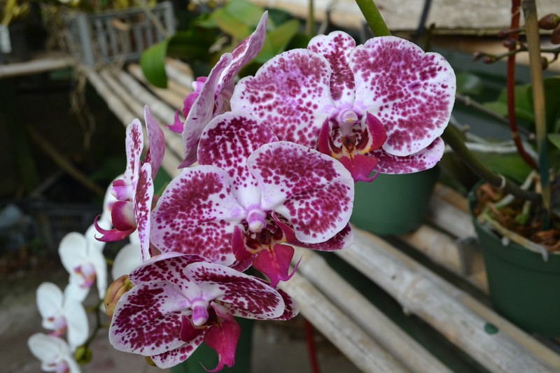Hybrid orchid - large!