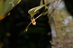 Natural orchid - small!
