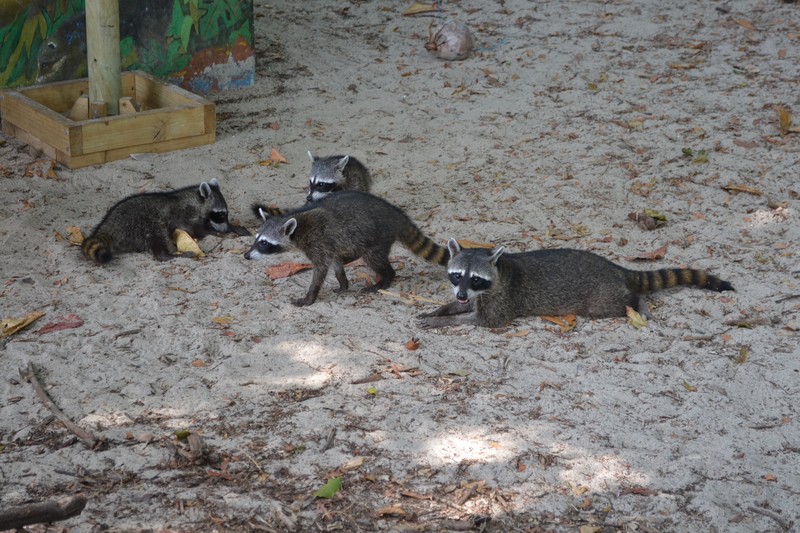 Raccoon thieves!