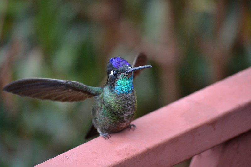 More hummingbirds