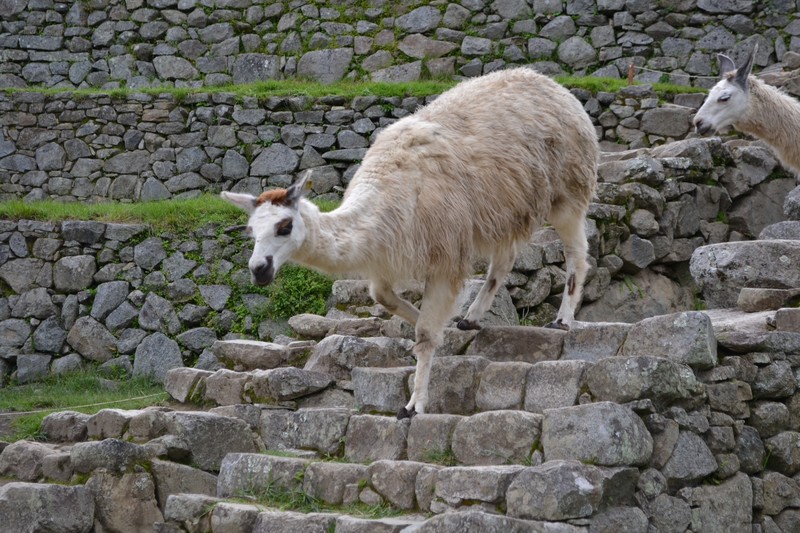 Llamas on he stairs