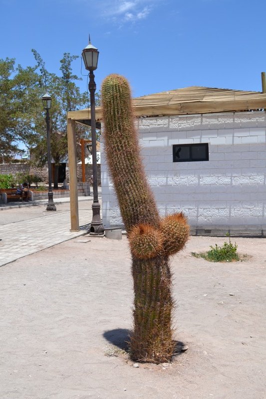 Rare endangered Cactus