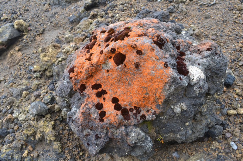 Orange rock, red lichens